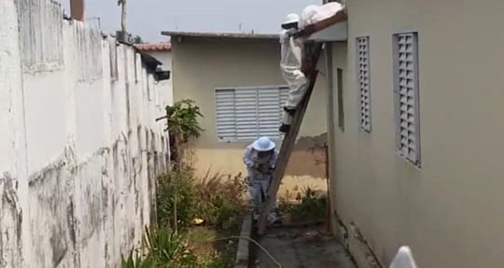 Corpo de Bombeiros foi acionado para conter as abelhas — Foto: Corpo de Bombeiros