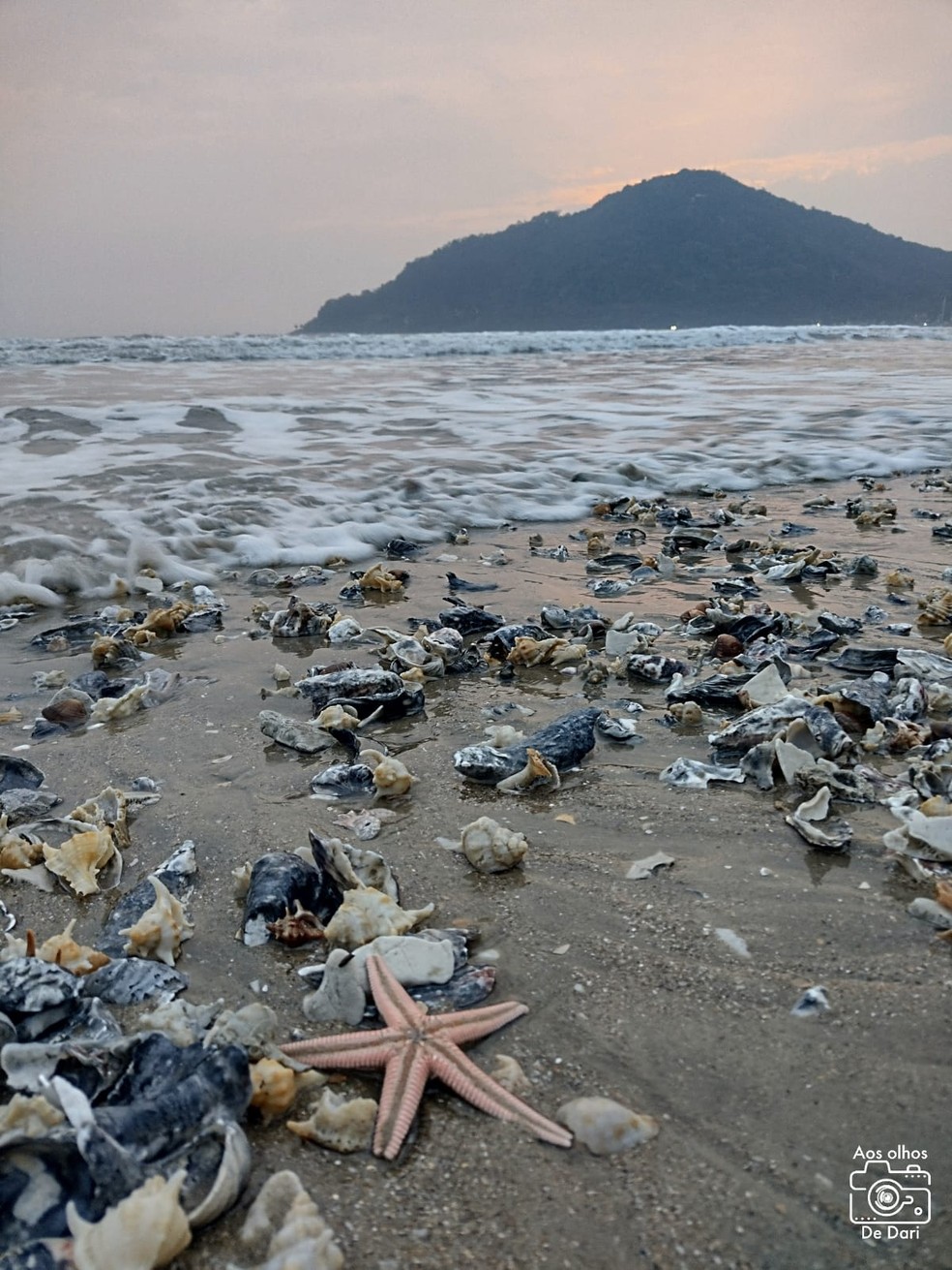 Conchas encontradas na faixa de areia alargada em praia de Balneário Camboriú — Foto: Dariane Peres/Reprodução 