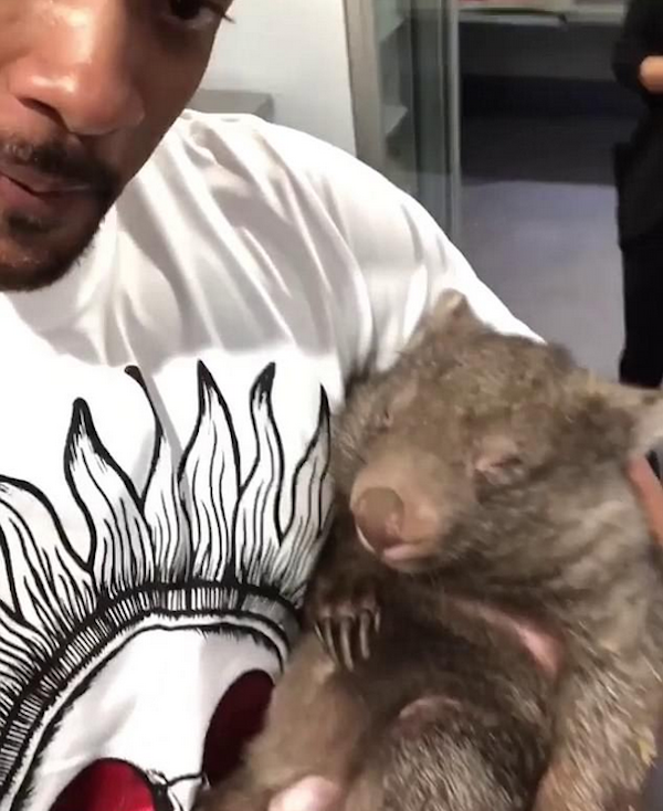 O ator Will Smith em um zoológico australiano (Foto: Instagram)