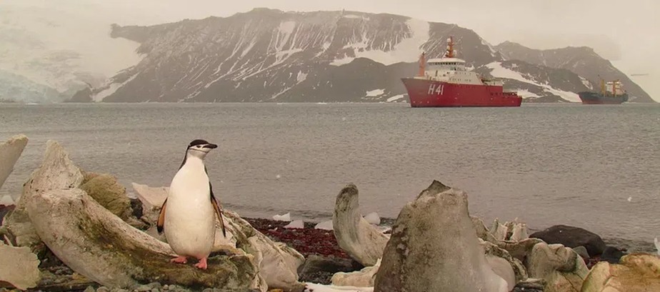 Pinguim-de-barbicha e, ao fundo, o Navio Polar Almirante Maximiano e outro navio cargueiro, em 2013