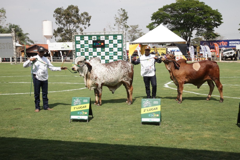 Expo Rio Preto realizou julgamentos de animais de diversas raças de gado bovino