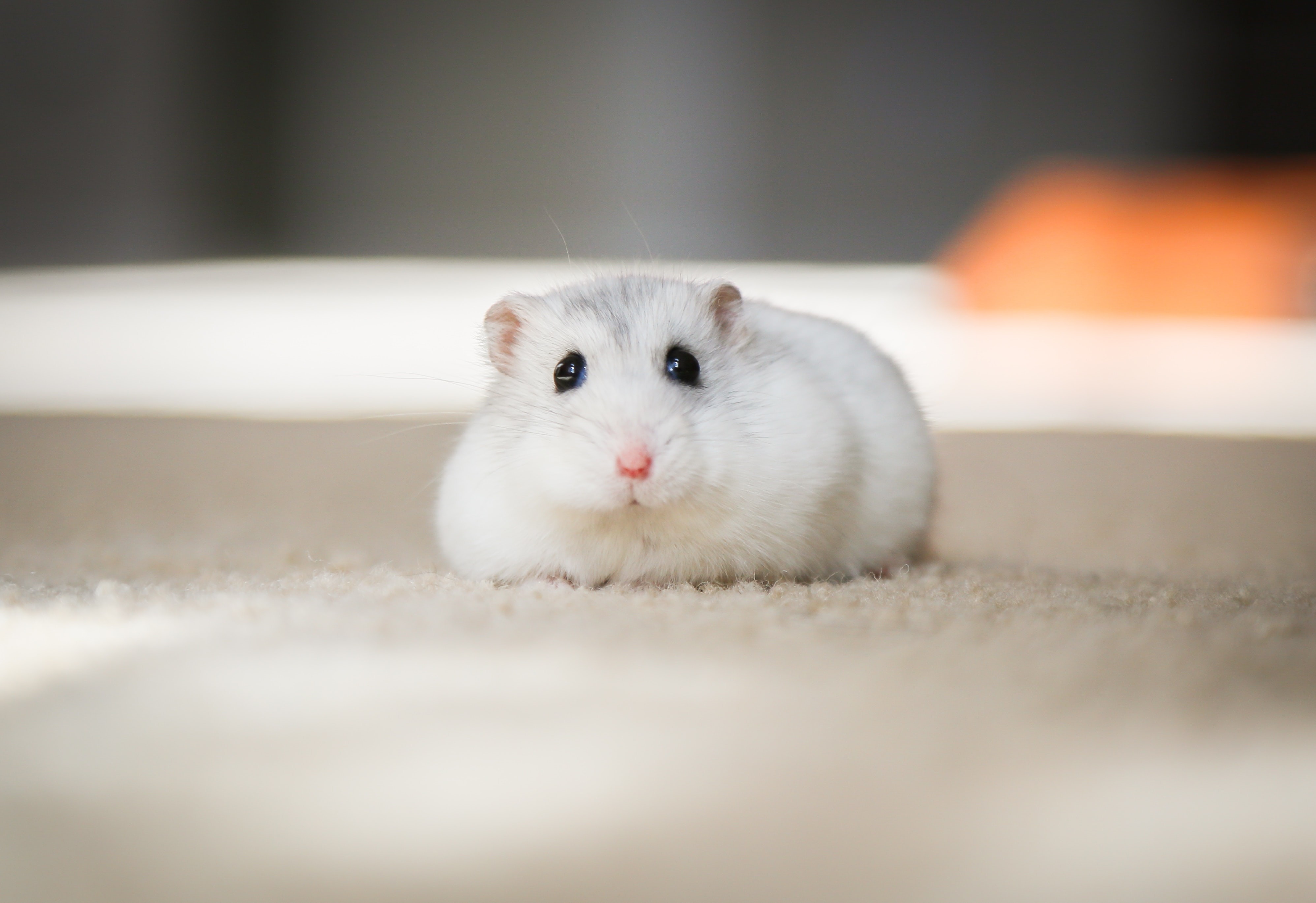 Hamsters tratados com o MK-4482 em novo estudo tiveram menos lesões nos pulmões quando infectados pelo Sars-CoV-2 (Foto: Kanashi / Unsplash)