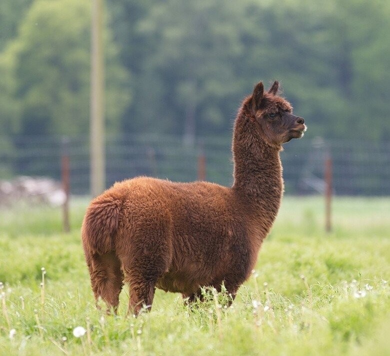 A alpaca Tyson (Foto: PreClinics)
