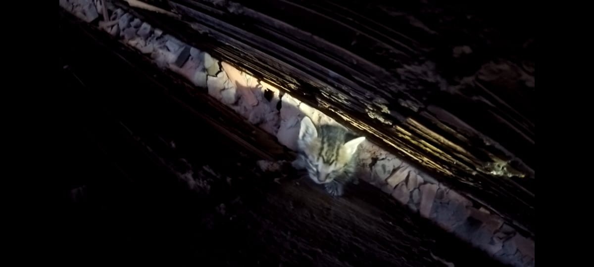 Filhote de gato é resgatado de vão com quatro metros de profundidade em Montes Claros