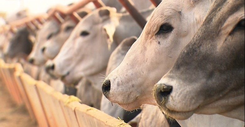 Porto Velho tem o 4º maior rebanho bovino do país, aponta pesquisa do IBGE