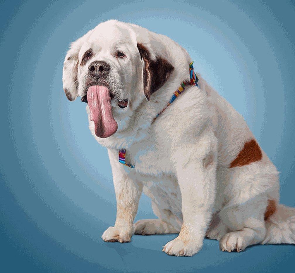 A cachorrinha Mochi “Mo” Rickert (Foto: Livro Guinness de Recordes)