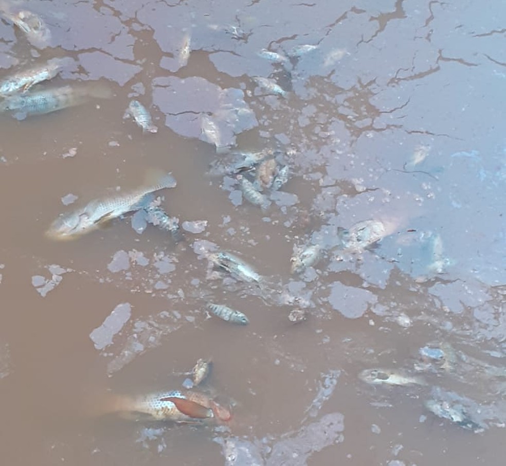 Moradores de Buri (SP) encontram peixes mortos e &aacute;gua polu&iacute;da em rios e a&ccedil;udes &mdash; Foto: Arquivo Pessoal