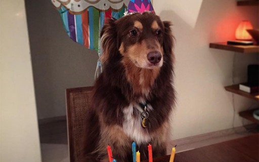 Explosão de fofura! Amanda Seyfried faz festa de aniversário para seu pet
