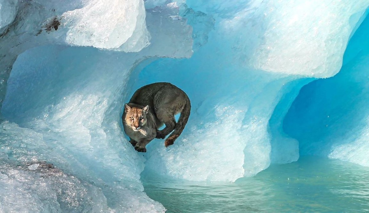 Puma visto en iceberg en la Patagonia |  tierra de la gente