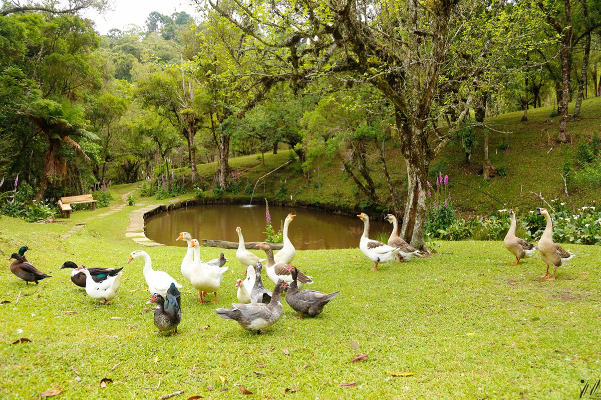 331 PRD Turismo Fazendinha Toriba (Foto: Divulgação)