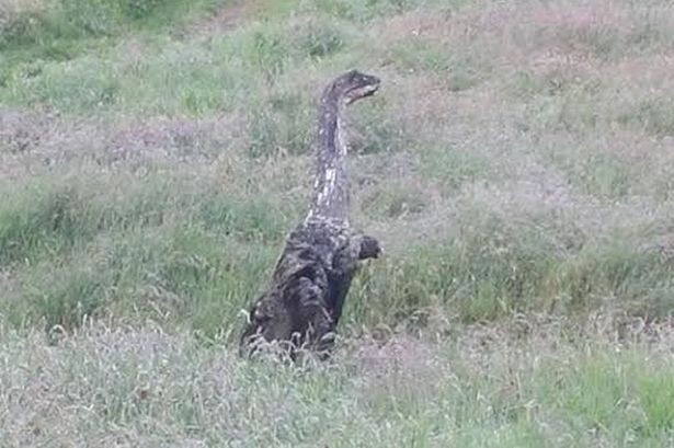 Monstro do Lago Ness em terra?