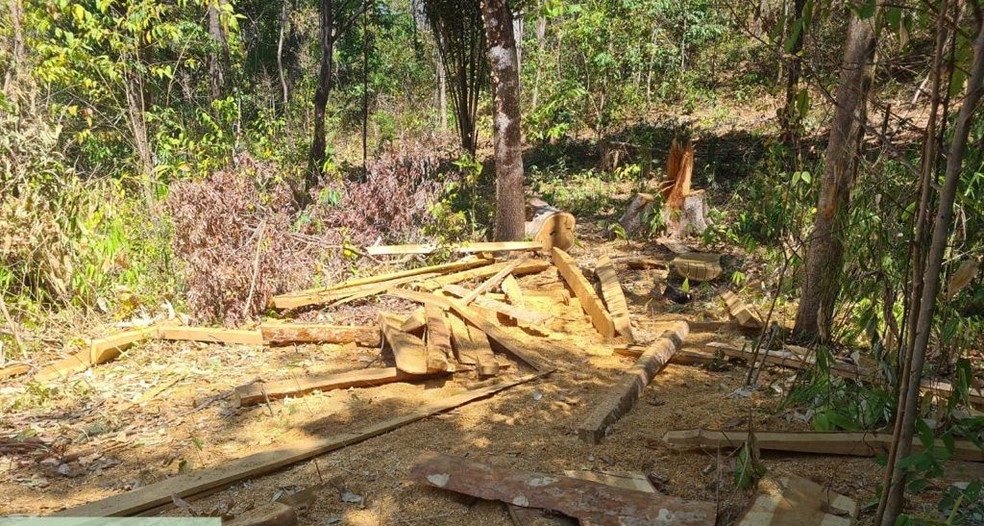 Juiz diz que h indcios de crimes ambientais na rea invadida  Foto: Divulgao
