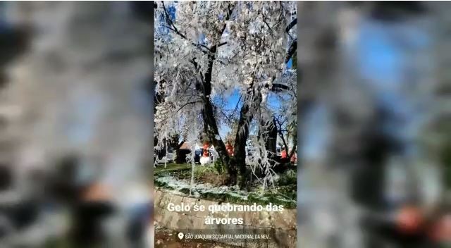 Vídeo mostra gelo despencando de árvore congelada durante frio intenso na Serra de SC