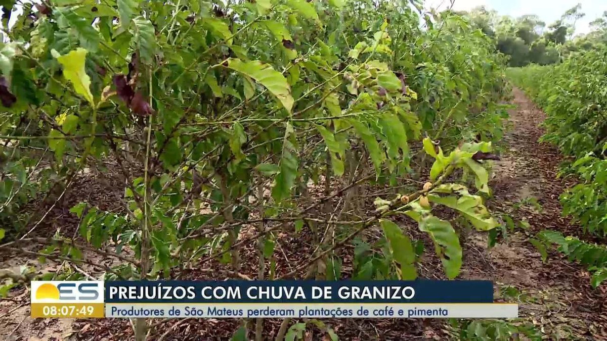 Producers lose coffee and pepper plantations after hail in ES