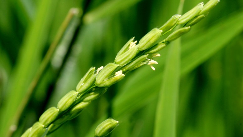 agricultura_arroz_arrozal (Foto: Manoel Marques / Editora Globo.)