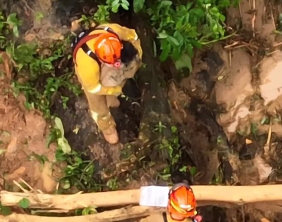 Bombeiro de Marília resgata cão em área de deslizamento em São Sebastião (SP) — Foto: Corpo de Bombeiros/Reprodução