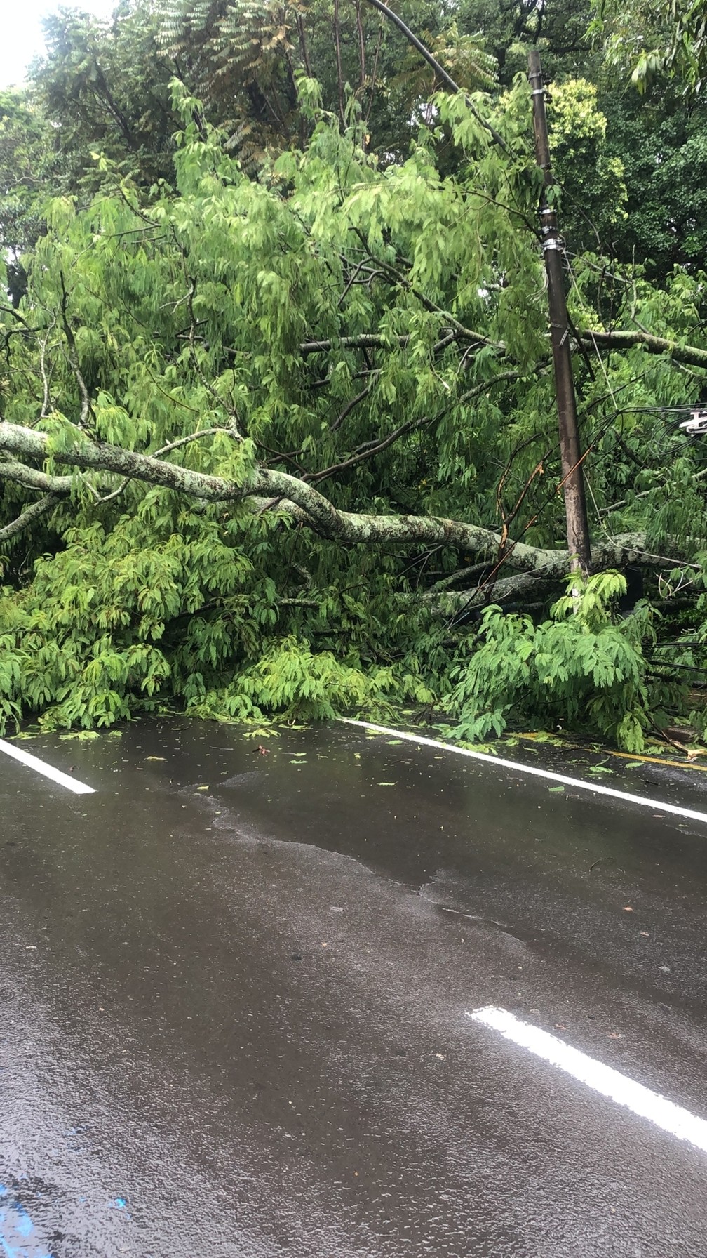 Árvore cai e interdita do trânsito da Avenida São Carlos, em São Carlos — Foto: Prefeitura/Divulgação