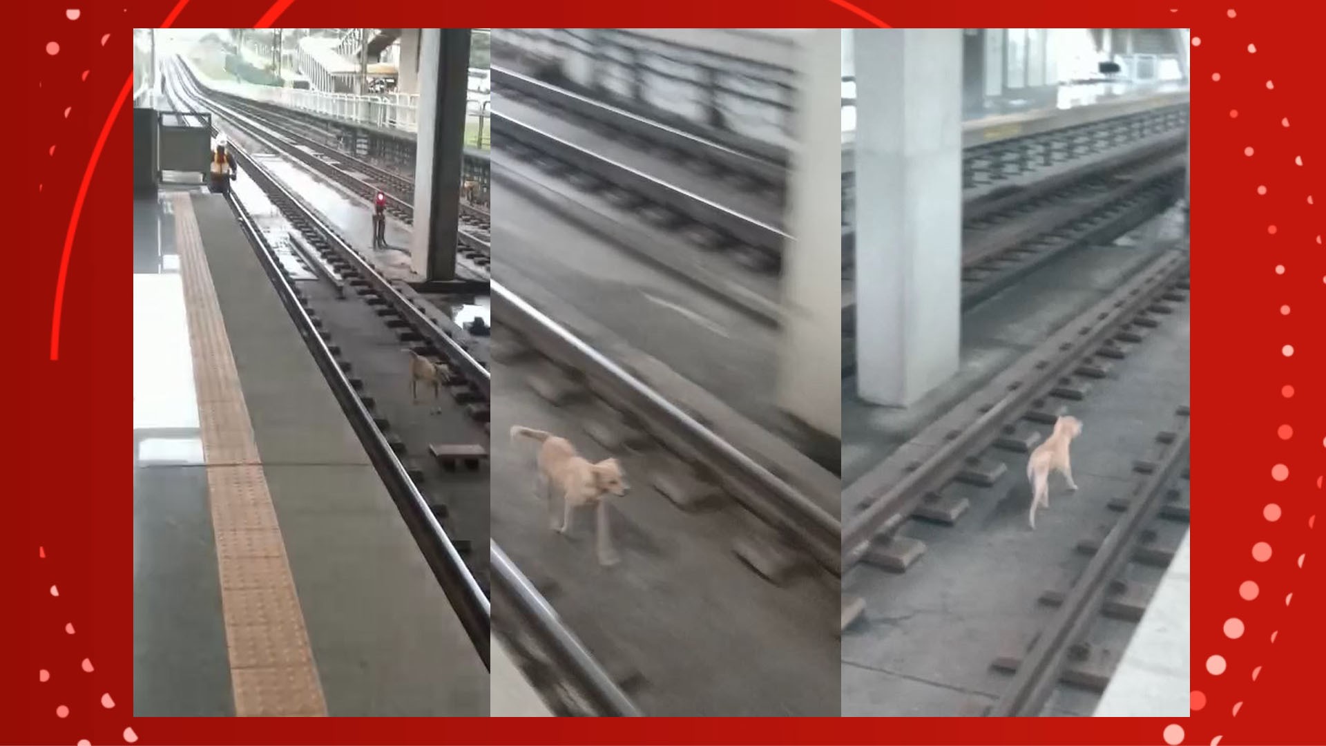 VÍDEO: Metrô de Salvador tem funcionamento alterado para resgate de cachorro em trilhos