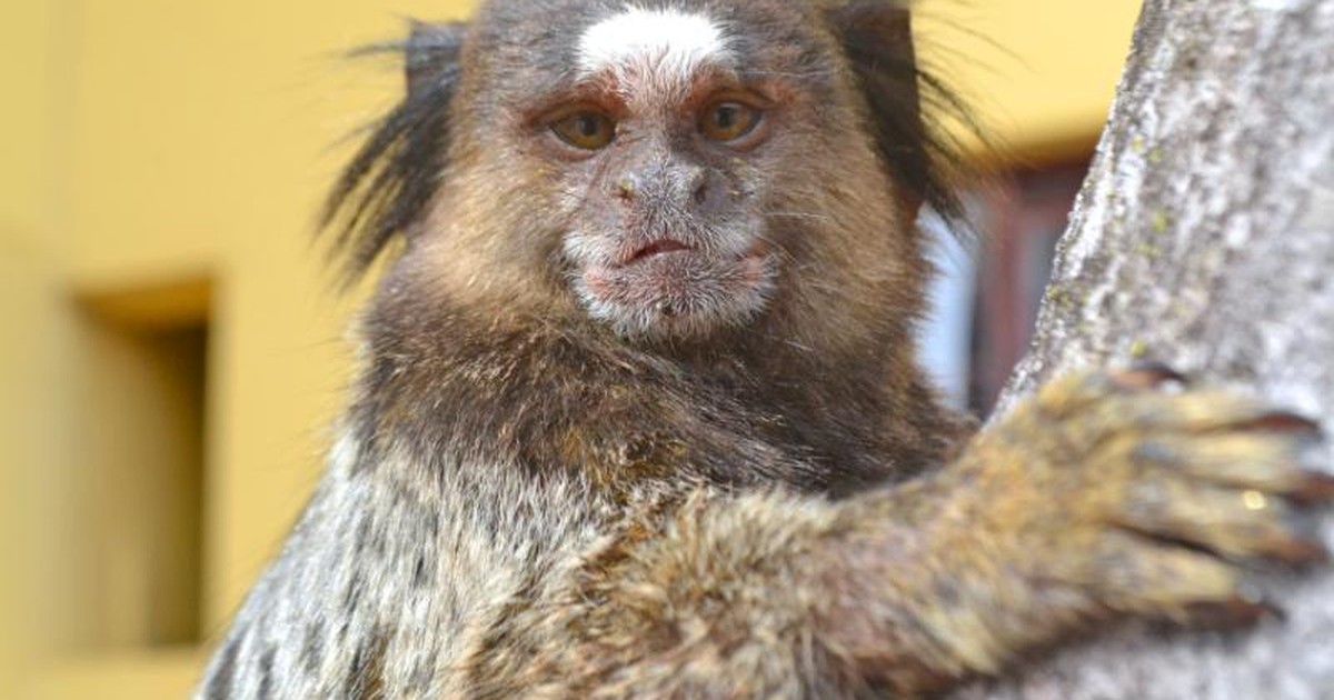 Macaco com pelos brancos chama atenção no Jardim Botânico de Jundiaí, Sorocaba e Jundiaí