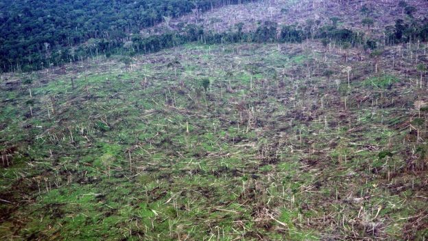 No caso das florestas tropicais, como a Amazônia, que têm de 90% a 100% de cobertura de árvores, as alterações climáticas têm trazido efeitos devastadores (Foto: DOUGLAS DALY/ Via BBC News Brasil)