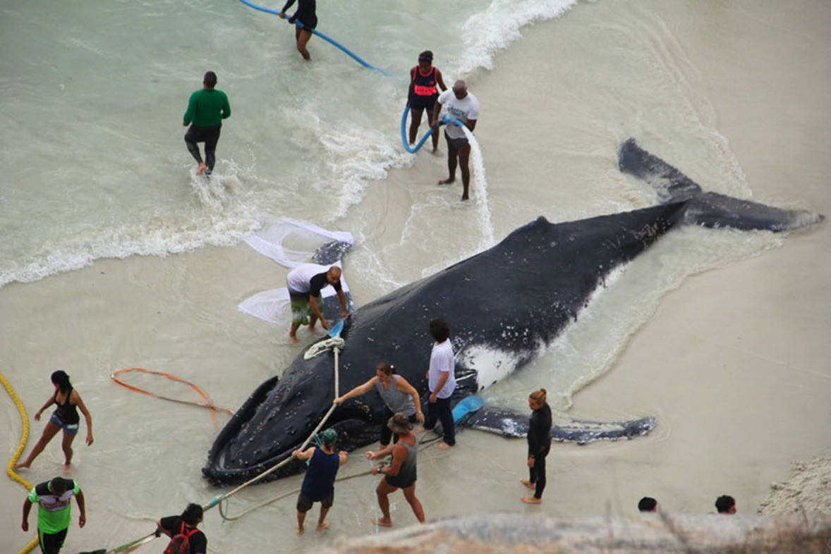 Imagem de resgate de uma baleia jubarte no litoral de São Paulo (Foto: Paula Baldassin / Acervo pessoal)
