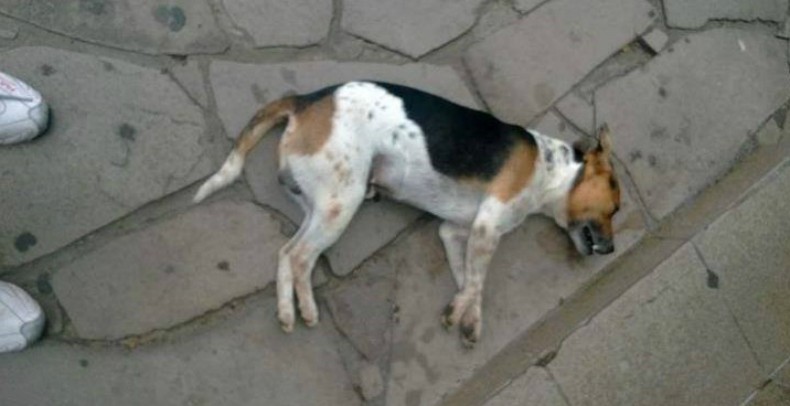Cão cego e idoso é morte com chute por funcionário de restaurante no RS (Foto: Divulgação)