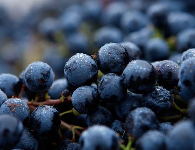 Uva vitivinífera (Foto: Getty Images)