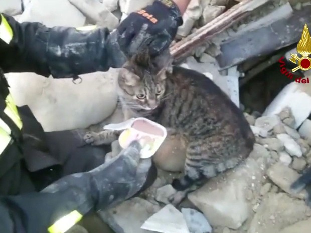 Gato é resgatado de escombros 16 dias após terremoto na Itália (Foto: Reprodução/BBC) Gato é resgatado de escombros 16 dias após terremoto na Itália (Foto: Reprodução/BBC)
