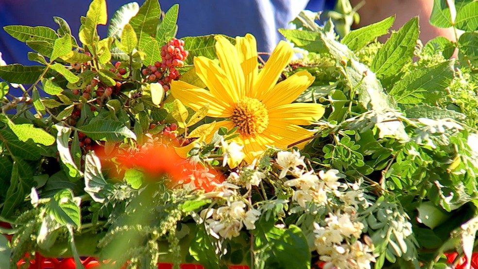 Plantas não populares podem ser usadas na alimentação e como fonte de renda — Foto: Reprodução/TV TEM