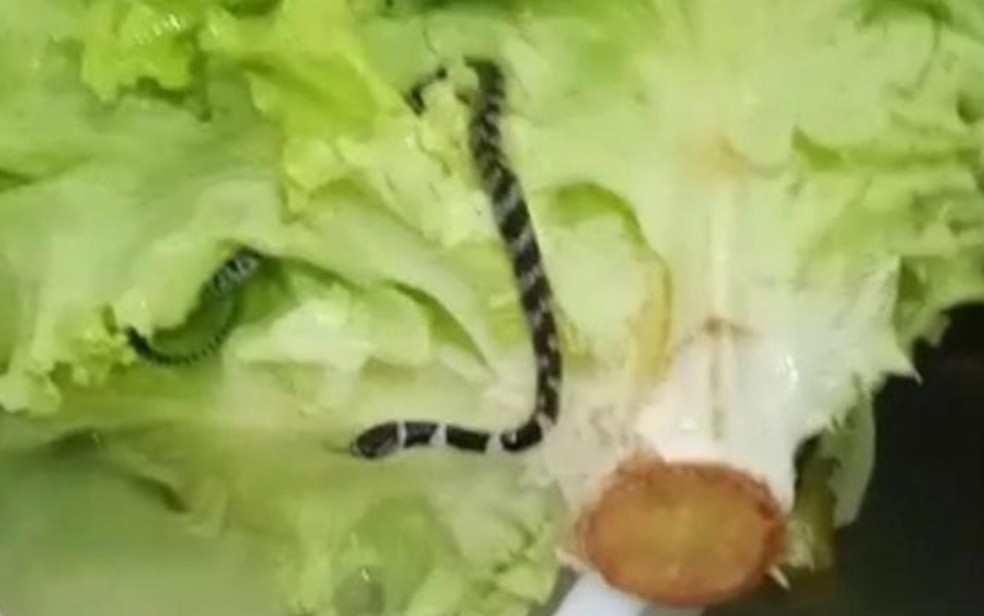 Cobra é encontrada dentro de um pé de alface por uma cozinheira de Catalão, Goiás — Foto: Arquivo pessoal