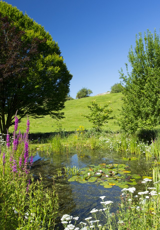 UNITED KINGDOM - AUGUST 10: Wildlife pond, wildflowers, pond plants, Purple Loosestrife,Yarrow, apple tree and hornbeam tree in country garden, The Cotswolds, UK (Photo by Tim Graham/Getty Images) (Foto: Getty Images)