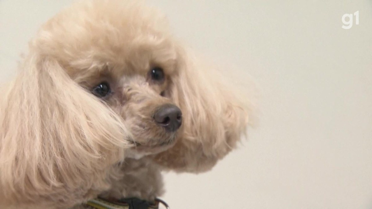 Hanna é a primeira poodle a ser selecionada para trabalhar com a polícia de Okayama, no Japão