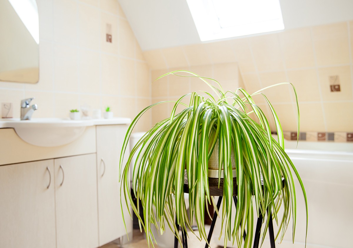 O clorofito é indicado para ambientes internos, incluindo quartos, mas requer espaços iluminação natural (Foto: GettyImages)