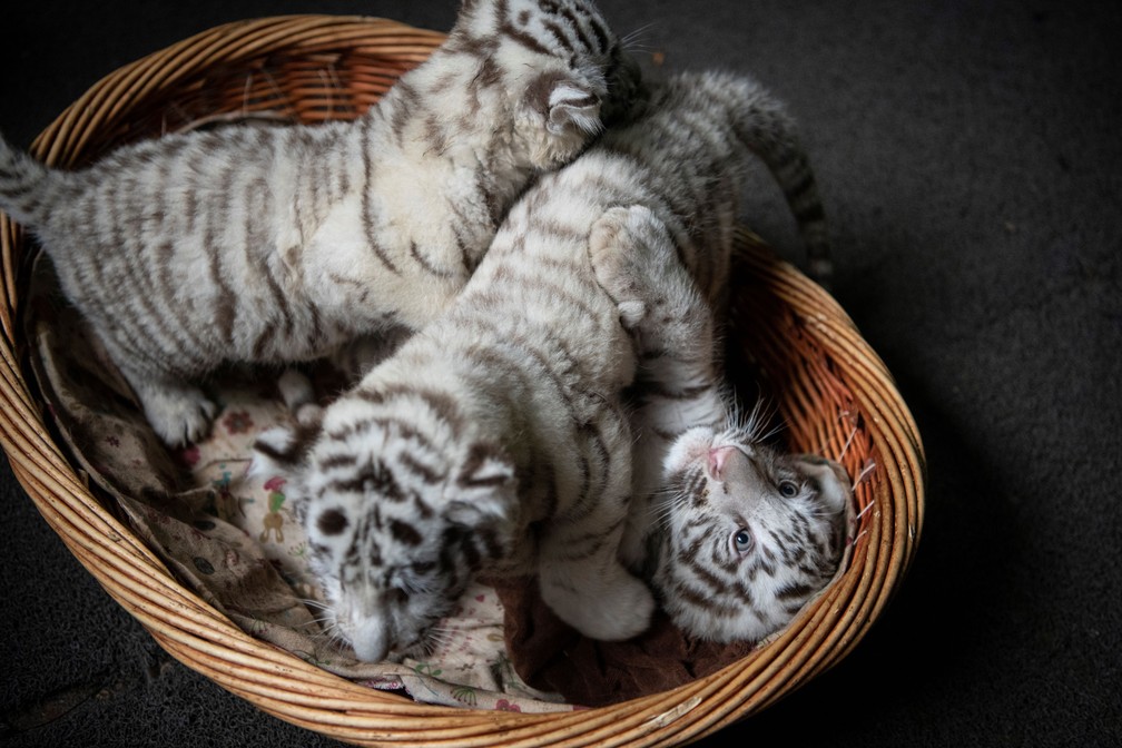 Filhotes nasceram a cerca de trÃªs meses no zoolÃ³gico de Kunming â Foto: Fred Dufour/AFP 