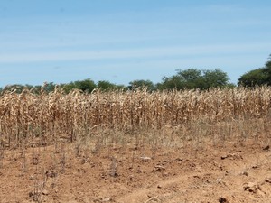 Plantação de milho secou por falta de água (Foto: Taisa Alencar / G1)