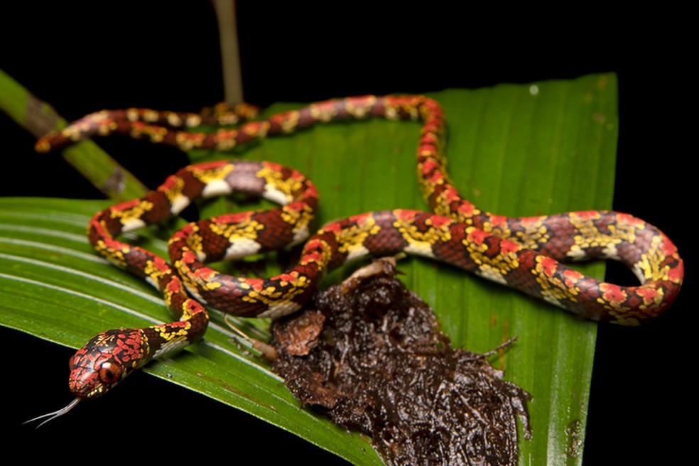 Sibon marleyae, em homenagem à filha do conservacionista Brian Sheth, foi descoberta nas florestas tropicais de Chocó mais úmidas e intocadas do Equador e da Colômbia. — Foto: Reprodução/Eric Osterman