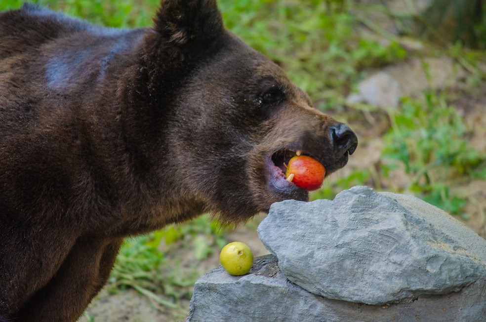 Maçã era um dos alimentos favoritos do urso-pardo Zé Colmeia, que morreu aos 22 anos — Foto: Lu Rocha/Semas-PE