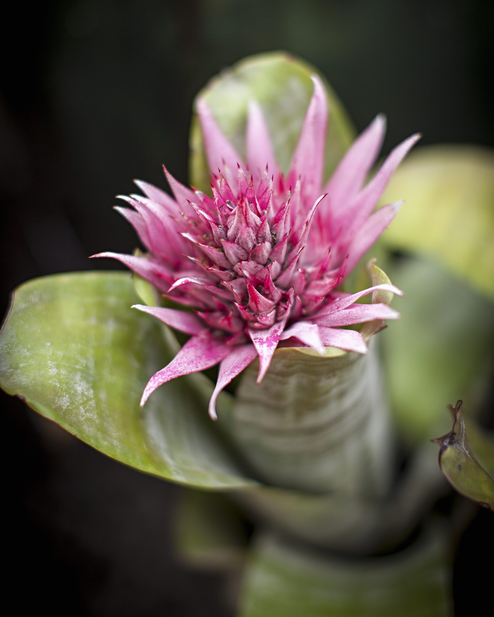 Bromélia: as principais espécies e dicas de cultivo da planta tropical |  Paisagismo | Casa e Jardim