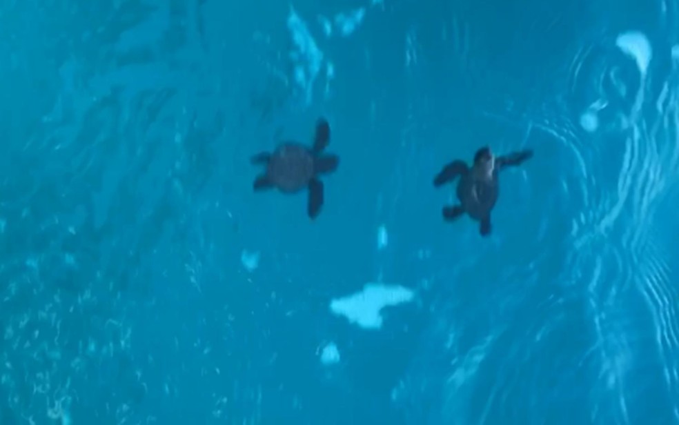 Filhotes de tartaruga em alto-mar no litoral de Sergipe  — Foto: ICMBio/SE