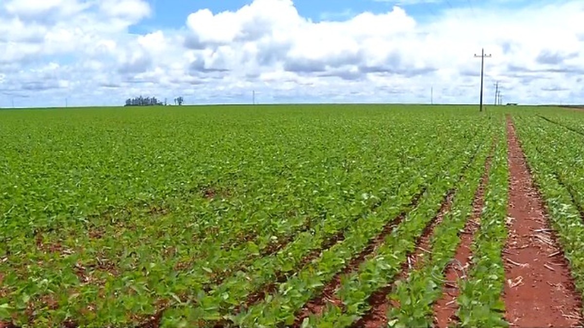 Avalie A Dimensao Das Areas Plantadas De Soja