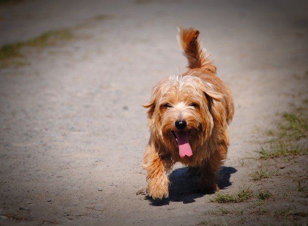 Tutores devem redobrar cuidados com os pets nos dias mais quentes (Foto: Pixabay / Sevenpix / CreativeCommons)