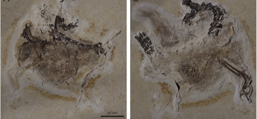 Material fóssil do Ubirajara jubatus foi originado da Bacia do Araripe, no Sul do Ceará — Foto: Divulgação