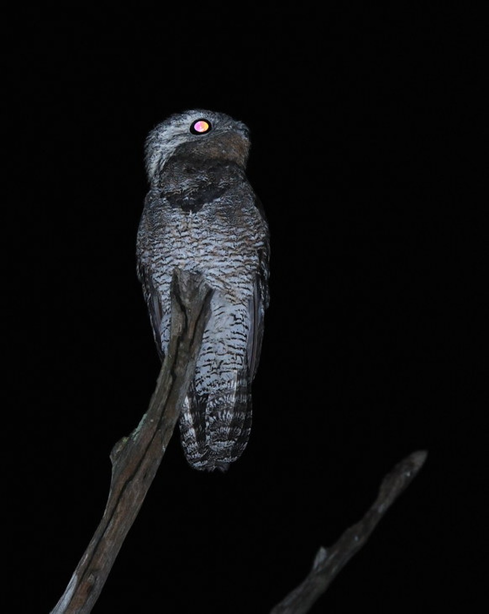 Conheça urutau, pássaro endêmico da Amazônia. — Foto: Anselmo d’Affonseca