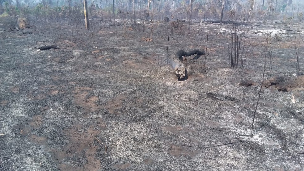 Reserva Ambiental Margarida Alves, após incêndio em Nova União (RO) — Foto: Reprodução/Redes Sociais