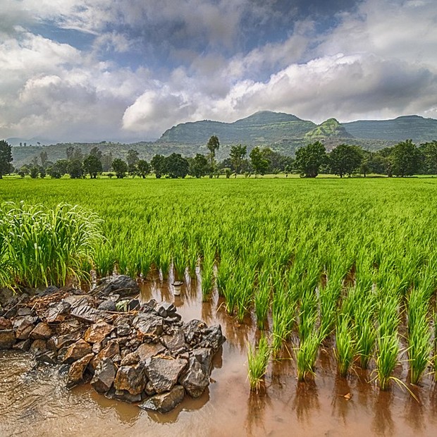Monções são vitais para a agricultura na Índia (Foto: Yogendra Joshi, CC BY 2.0 <https://creativecommons.org/licenses/by/2.0>, via Wikimedia Commons)