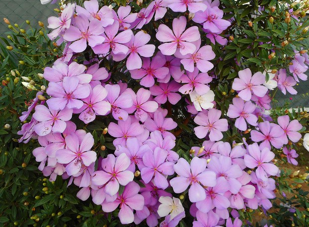É possível encontrar em um mesmo galho de manacá-da-serra flores brancas, rosas e roxas (Foto: GettyImages)