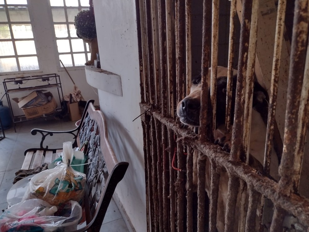 Mais de 300 cachorros eram mantidos sem água e alimentos em casa de Curitiba — Foto: Divulgação/Polícia Civil