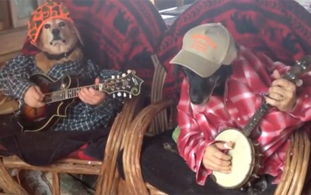 Cães Molly e Smoke aparecem tocando banjo em vídeo (Foto: Reprodução/YouTube/Cameron Owens)