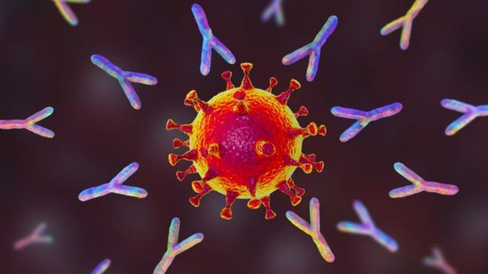 A produção de anticorpos (representados na imagem nessas estruturas em formato de Y) é algo observado na vasta maioria dos casos de infecção pelo Sars-CoV-2 — Foto: Getty Images via BBC