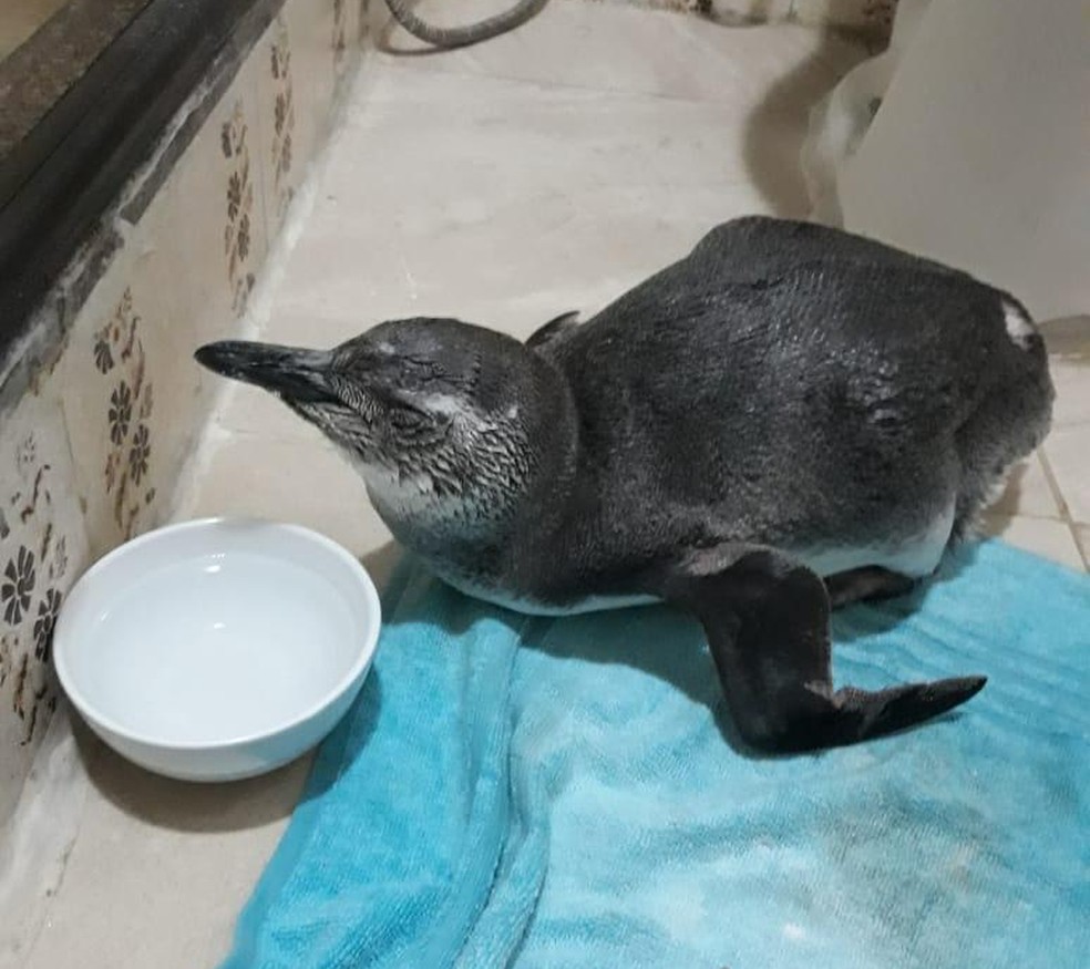 Pinguim é resgatado na Praia de Ipanema, na Zona Sul do Rio — Foto: Divulgação/Patrulha Ambiental